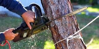 Best Tree Health Inspection  in Otsego, MN