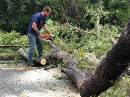 Best Tree and Shrub Care  in Otsego, MN