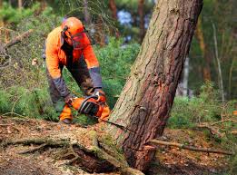 Best Emergency Tree Removal  in Otsego, MN