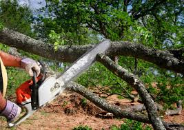 Best Tree Disease Treatment  in Otsego, MN