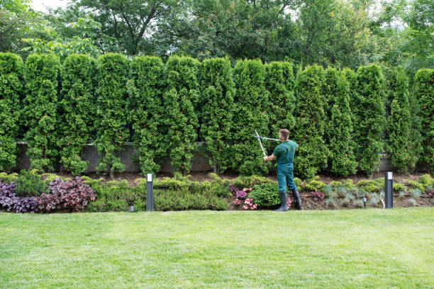 Best Tree Maintenance Programs  in Otsego, MN