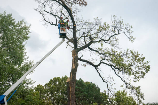 Reliable Otsego, MN Tree Removal Solutions