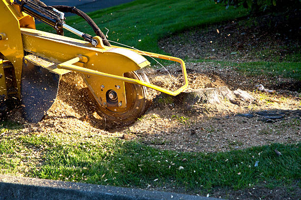 Best Stump Grinding and Removal  in Otsego, MN